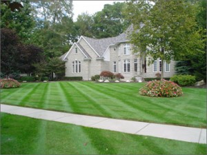 How Much Does Lawn Care Cost
