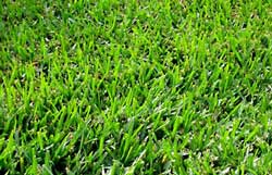 Common Bermudagrass