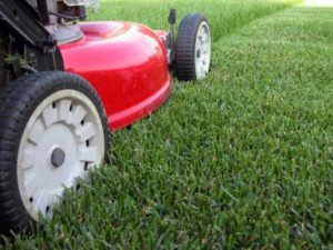 mow your lawn at the right height